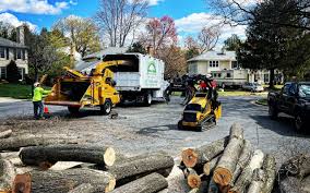 How Our Tree Care Process Works  in  Tye, TX